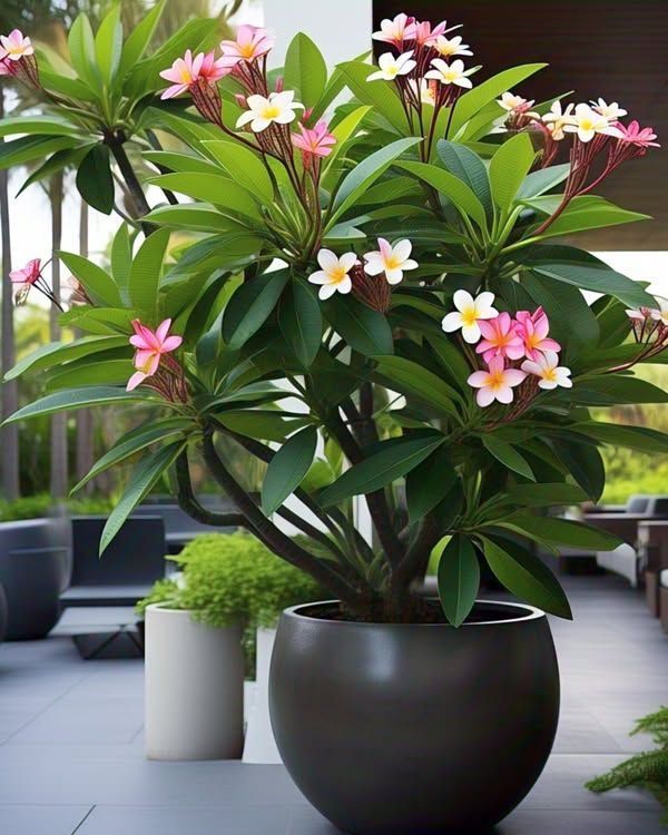 Frangipani