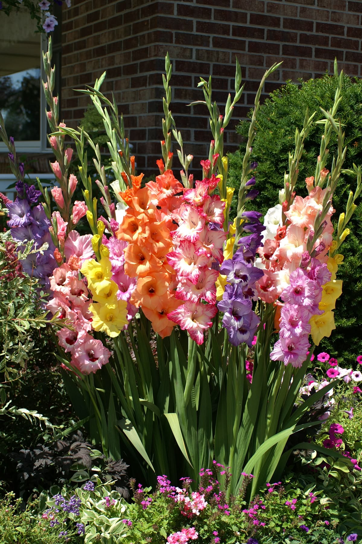 Gladiolus Bulb Collection