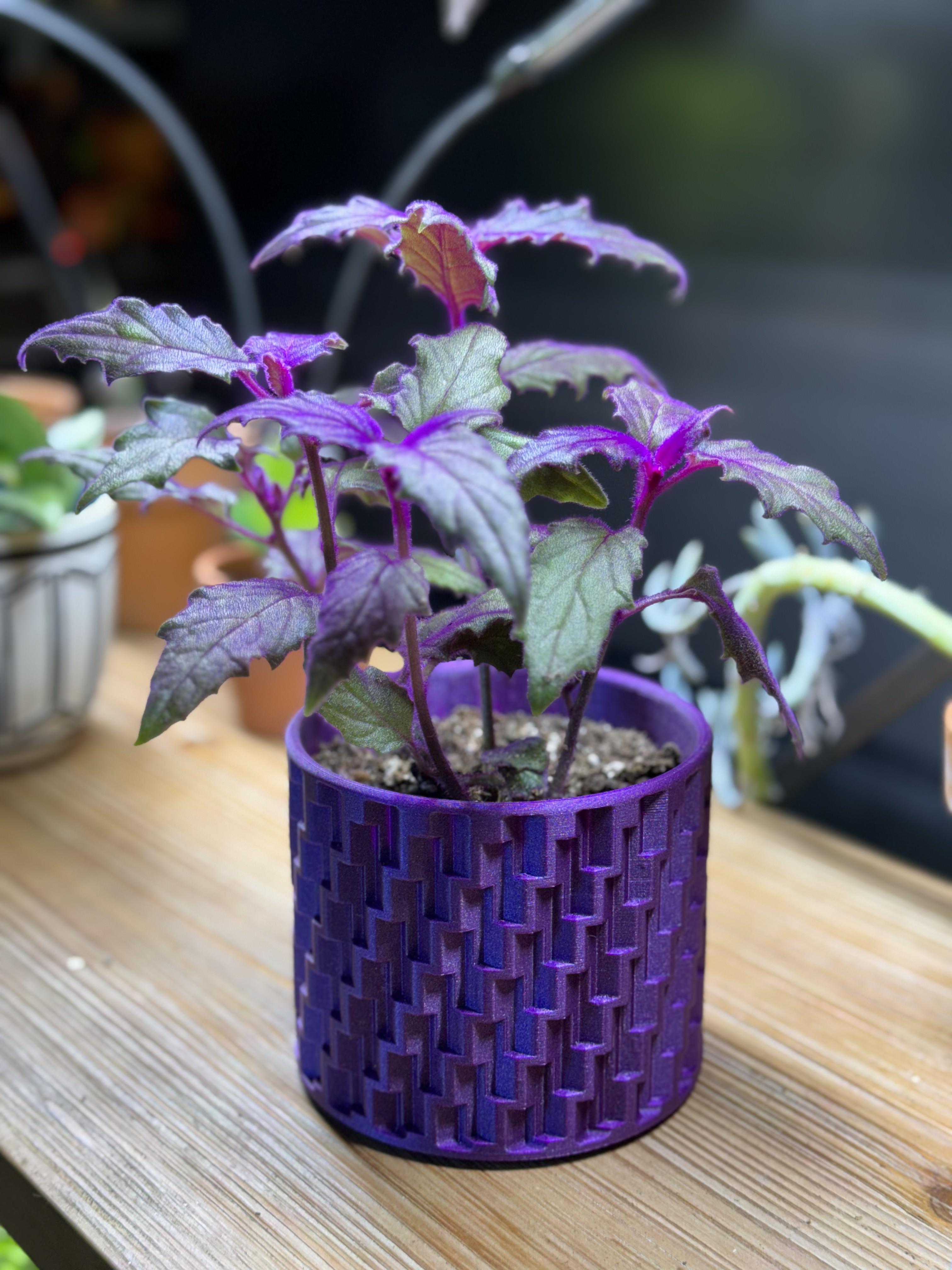 Purple Passion Plant